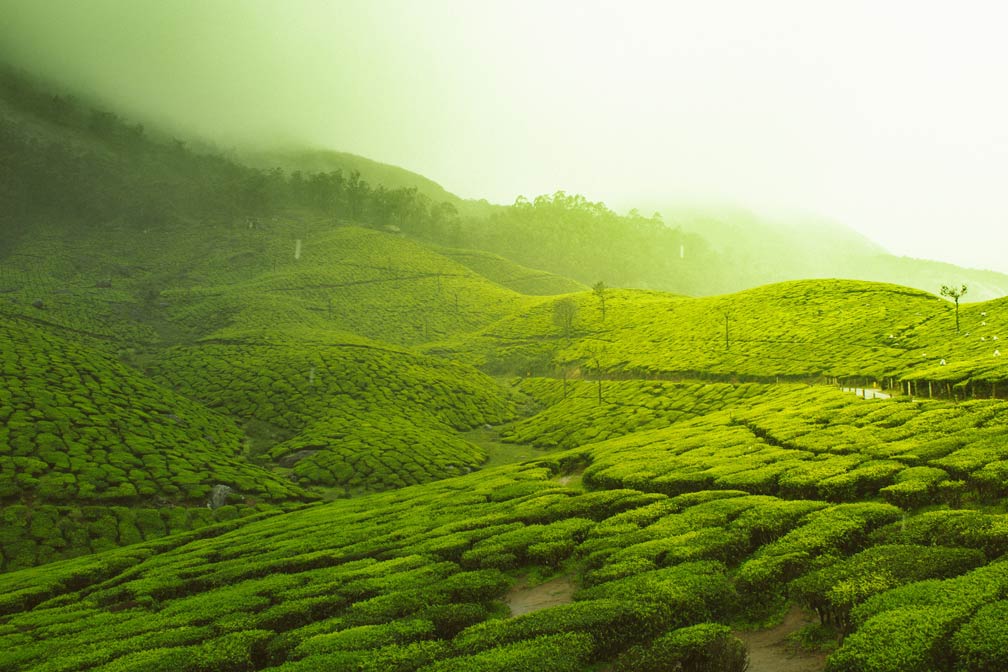Munnar Thekaddy Vagamon Tour Package - 4 Nights and 5 Days